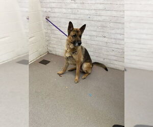 German Shepherd Dog Dogs for adoption in San Bernardino, CA, USA
