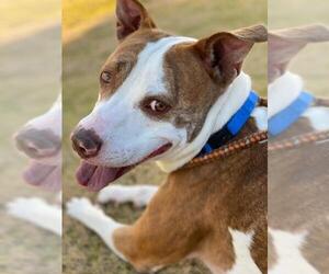 Boxador Dogs for adoption in Phoenix, AZ, USA
