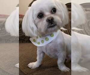 Shih Tzu Dogs for adoption in San Antonio, TX, USA