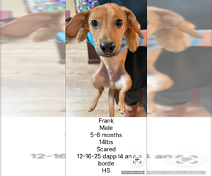 Chiweenie Dogs for adoption in Plainfield, IL, USA