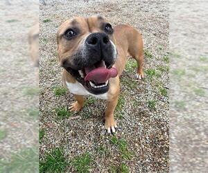 Mutt Dogs for adoption in Augusta, GA, USA