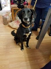 Collie-Labrador Retriever Mix Dogs for adoption in Asheville, NC, USA