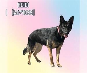 German Shepherd Dog Dogs for adoption in Tulsa, OK, USA