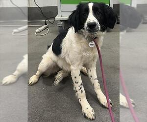 English Springer Spaniel-Unknown Mix Dogs for adoption in Forestville, MD, USA