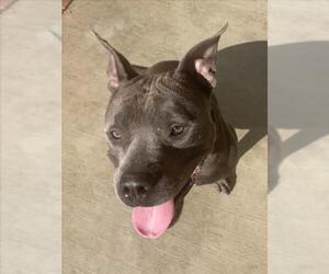 American Pit Bull Terrier Dogs for adoption in Derwood, MD, USA