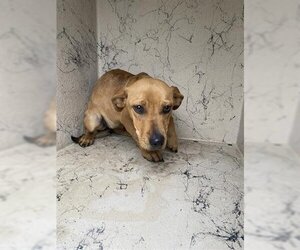 Dachshund-Labrador Retriever Mix Dogs for adoption in Sugar Land, TX, USA