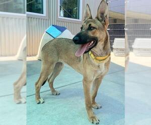 German Shepherd Dog-Unknown Mix Dogs for adoption in Sacramento, CA, USA