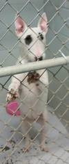 Bull Terrier Dogs for adoption in SHERBURNE, NY, USA