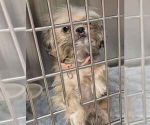 Mutt Dogs for adoption in Decatur, IL, USA