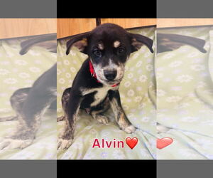 Huskies -Unknown Mix Dogs for adoption in Sterling, MA, USA