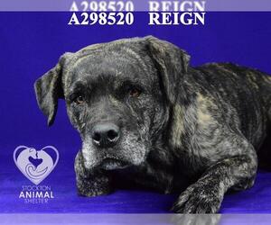 Labrador Retriever-Unknown Mix Dogs for adoption in Stockton, CA, USA