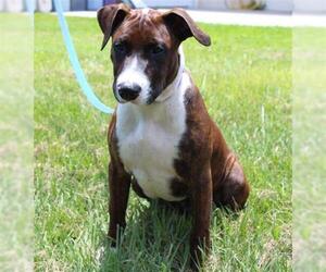 Bull Terrier Dogs for adoption in Vero Beach, FL, USA