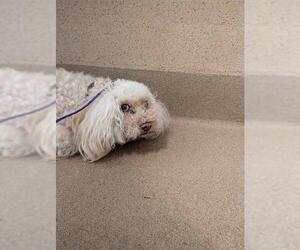 Maltipoo (Toy) Dogs for adoption in Sacramento, CA, USA