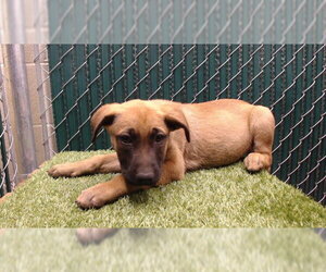 German Shepherd Dog Dogs for adoption in Downey, CA, USA