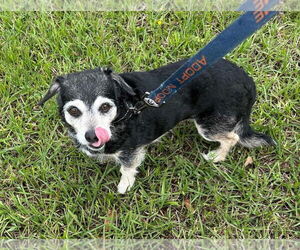 Toy Rat Doxie Dogs for adoption in Princeton, MN, USA