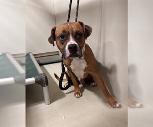 Mutt Dogs for adoption in Forestville, MD, USA