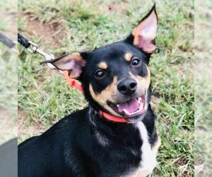 Miniature Pinscher Dogs for adoption in Atlanta, GA, USA