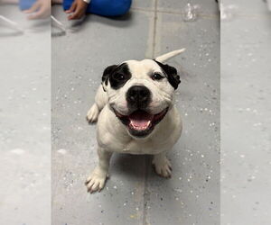 Staffordshire Bull Terrier Dogs for adoption in Sugar Land, TX, USA