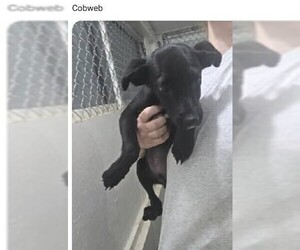 Labrador Retriever Dogs for adoption in garner, NC, USA