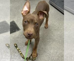 Mutt Dogs for adoption in HESPERIA, CA, USA