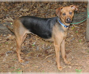 Feist Terrier-Unknown Mix Dogs for adoption in Newfoundland, PA, USA