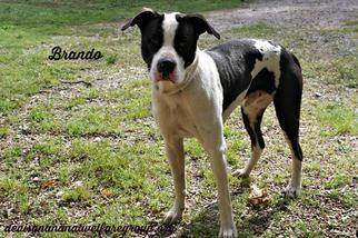 Medium Photo #1 American Staffordshire Terrier Puppy For Sale in Denison, TX, USA
