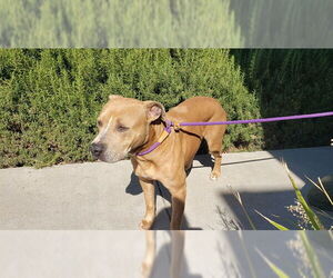 American Pit Bull Terrier Dogs for adoption in Ojai, CA, USA