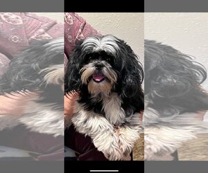 Shih Tzu Dogs for adoption in Eastman, GA, USA
