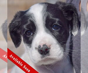 Mutt Dogs for adoption in Huntley, IL, USA