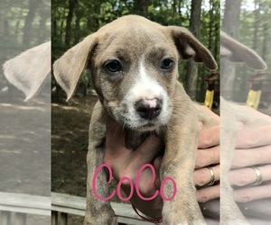 Boxador Dogs for adoption in Alexander, AR, USA