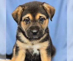 Labrador Retriever-Unknown Mix Dogs for adoption in San Diego, CA, USA