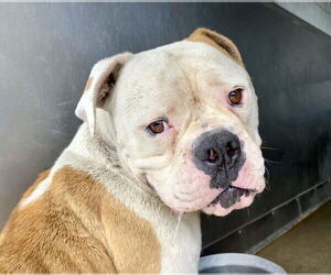 American Bulldog Dogs for adoption in San Bernardino, CA, USA