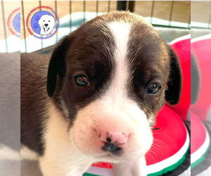 Great Pyrenees Dogs for adoption in Spring, TX, USA