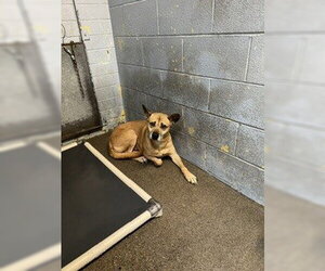 Carolina Dog-Unknown Mix Dogs for adoption in Stockton, CA, USA