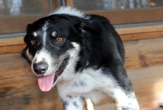 Border Collie-Unknown Mix Dogs for adoption in Seymour, IN, USA