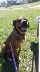 Rhodesian Ridgeback Dogs for adoption in Westminster, MD, USA