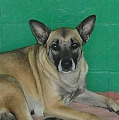 Affenpinscher Dogs for adoption in Waycross, GA, USA