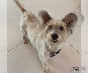 Mutt Dogs for adoption in Washington, DC, USA