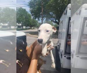 Mutt Dogs for adoption in San Antonio, TX, USA