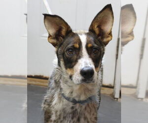 Mutt Dogs for adoption in Minneapolis, MN, USA