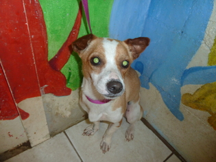 Jack Russell Terrier-Unknown Mix Dogs for adoption in Kailua Kona , HI, USA