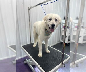 Great Pyrenees Dogs for adoption in Richmond, IN, USA