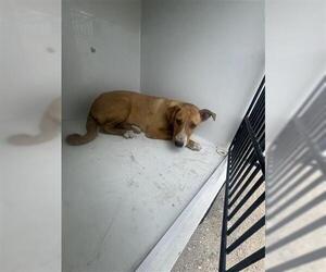 Labrador Retriever Dogs for adoption in Houston, TX, USA