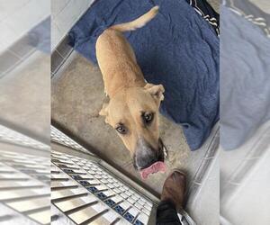 Black Mouth Cur-Unknown Mix Dogs for adoption in Sanford, FL, USA