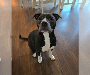American Pit Bull Terrier Dogs for adoption in Gloversville, NY, USA