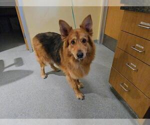 Australian Shepherd Dogs for adoption in Orange, CA, USA