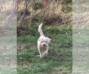 Maltese-Unknown Mix Dogs for adoption in Salt Lake City, UT, USA