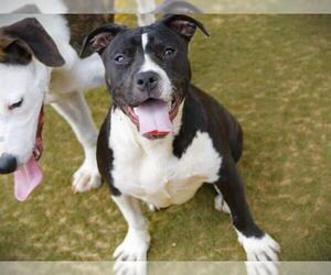 American Staffordshire Terrier-Unknown Mix Dogs for adoption in Tallahassee, FL, USA