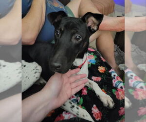 Mutt Dogs for adoption in East Derry, NH, USA