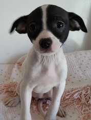 Jack-Rat Terrier Dogs for adoption in Stockton, CA, USA